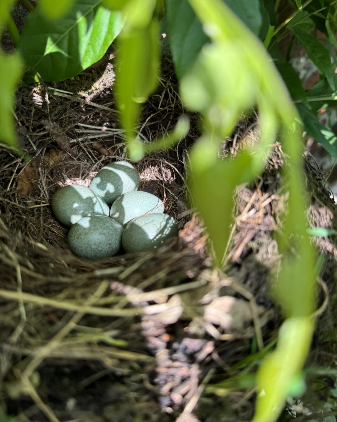 503663902 1024934049742330 7175809929509257702 n